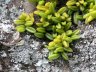 Bulbophyllum shepherdii-3.jpg